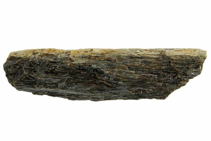 Fossil Tyrannosaur (T rex) Bone Section - Wyoming #352880